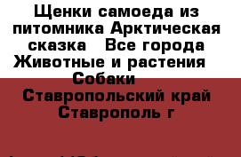 Щенки самоеда из питомника Арктическая сказка - Все города Животные и растения » Собаки   . Ставропольский край,Ставрополь г.